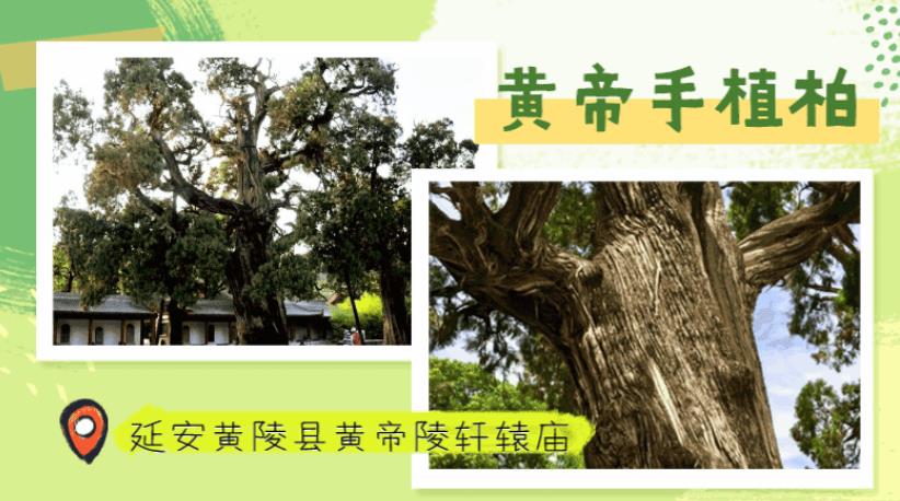 <b>互动SVG丨守护千年绿脉 陕西5000年古树等你来“打卡”</b>
