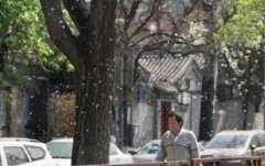 <b>4月3日起北京市中心城区进入飘絮期</b>