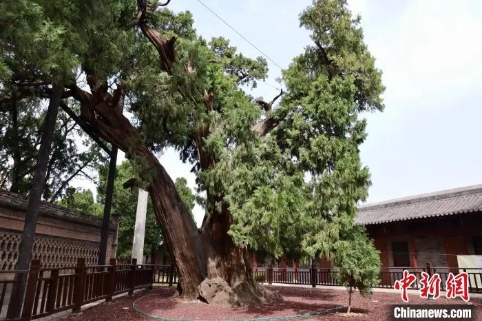 人这一辈子，一定要去陕西看这5棵5000年古树！