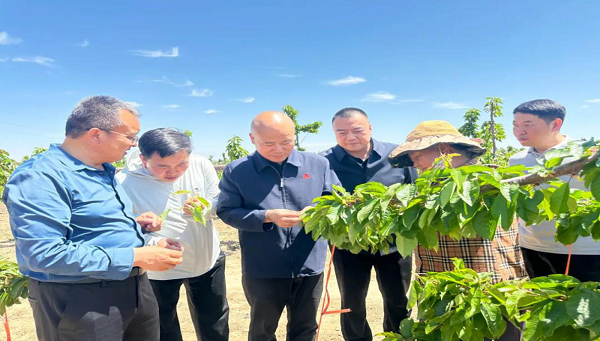 <b>延长石油管道运输公司调研组赴延川县马家店村开展节前慰问调研</b>
