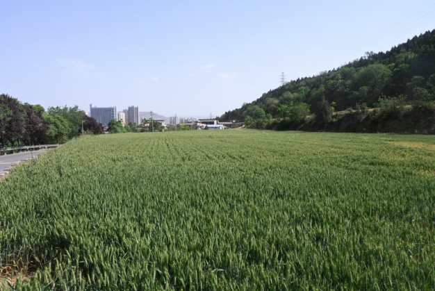 <b>宝鸡市渭滨区：抗旱保粮正当时</b>