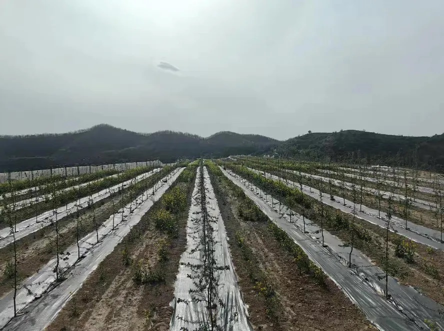 <b>延安市安塞区：技术革新+品种优化 700亩低效园变身“致富园”</b>