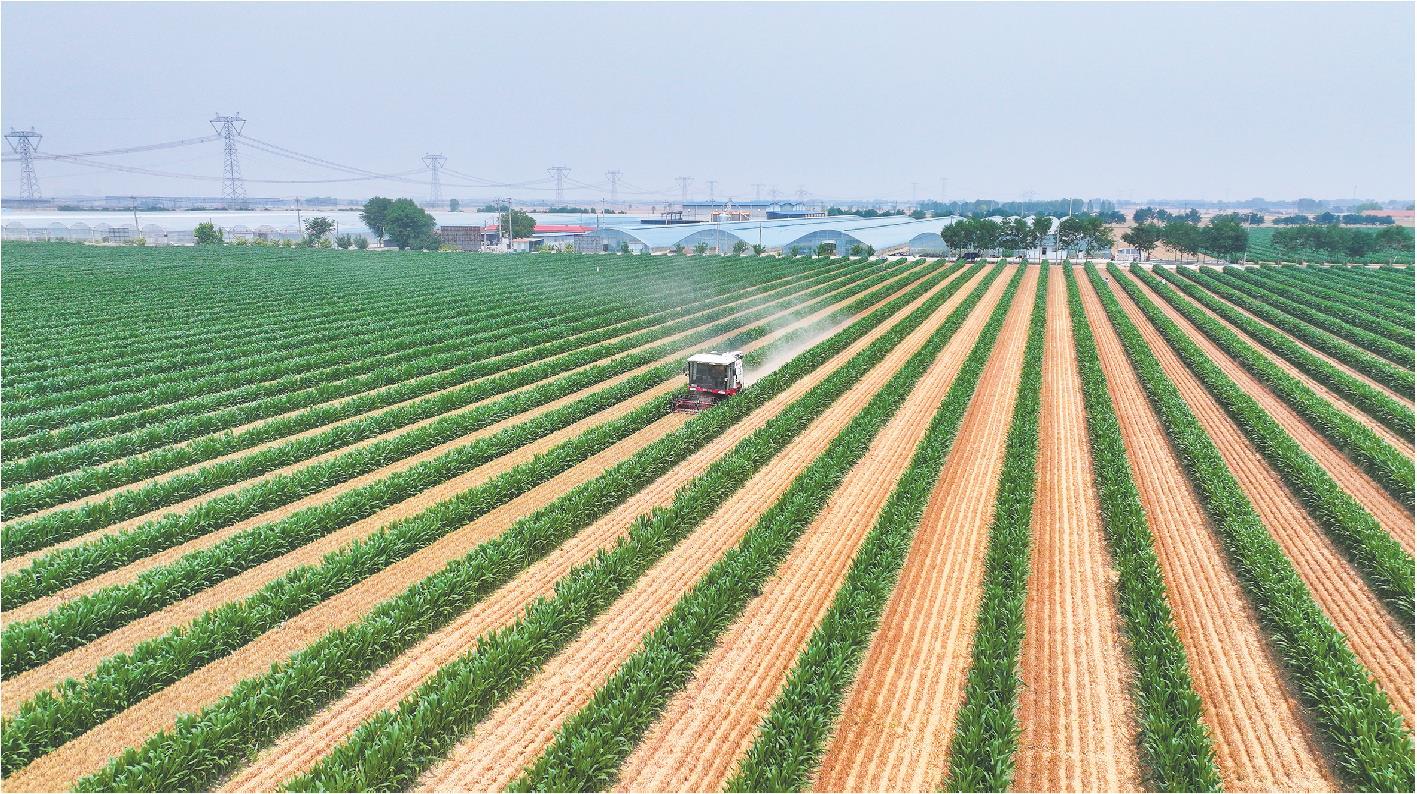 山东省探索小麦玉米种植