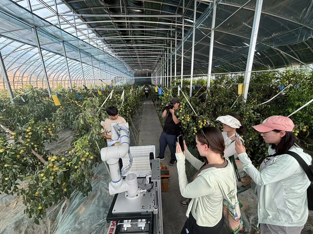 <b>大河奔涌万象新｜ 大荔冬枣：从“稀罕物”到“明星品”</b>