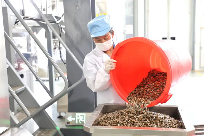 <b>塞上珍馐 榆阳味道 | 榆阳“金瓜子”：从田间到舌尖的产业蝶变</b>