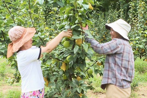 <b>铜川市印台区：翠梨满枝俏 采摘丰收乐</b>