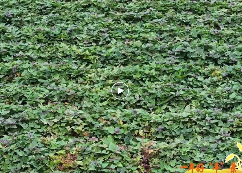 <b>延安市宝塔区甘谷驿镇：万亩红薯喜丰收</b>