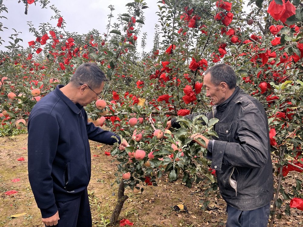 <b>从“愁色”到“亮色”——延安志丹县:阴雨挡“红”果农急 技术下乡解难题</b>