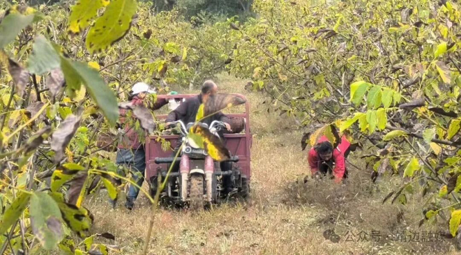 <b>榆林市靖边县小河镇：核桃园“致富果”撑起乡村好光景</b>