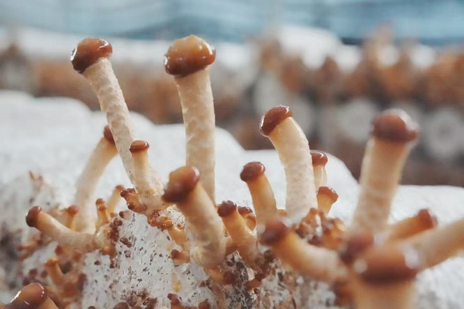 <b>商洛市山阳县：滑子菇撑开致富伞  </b>