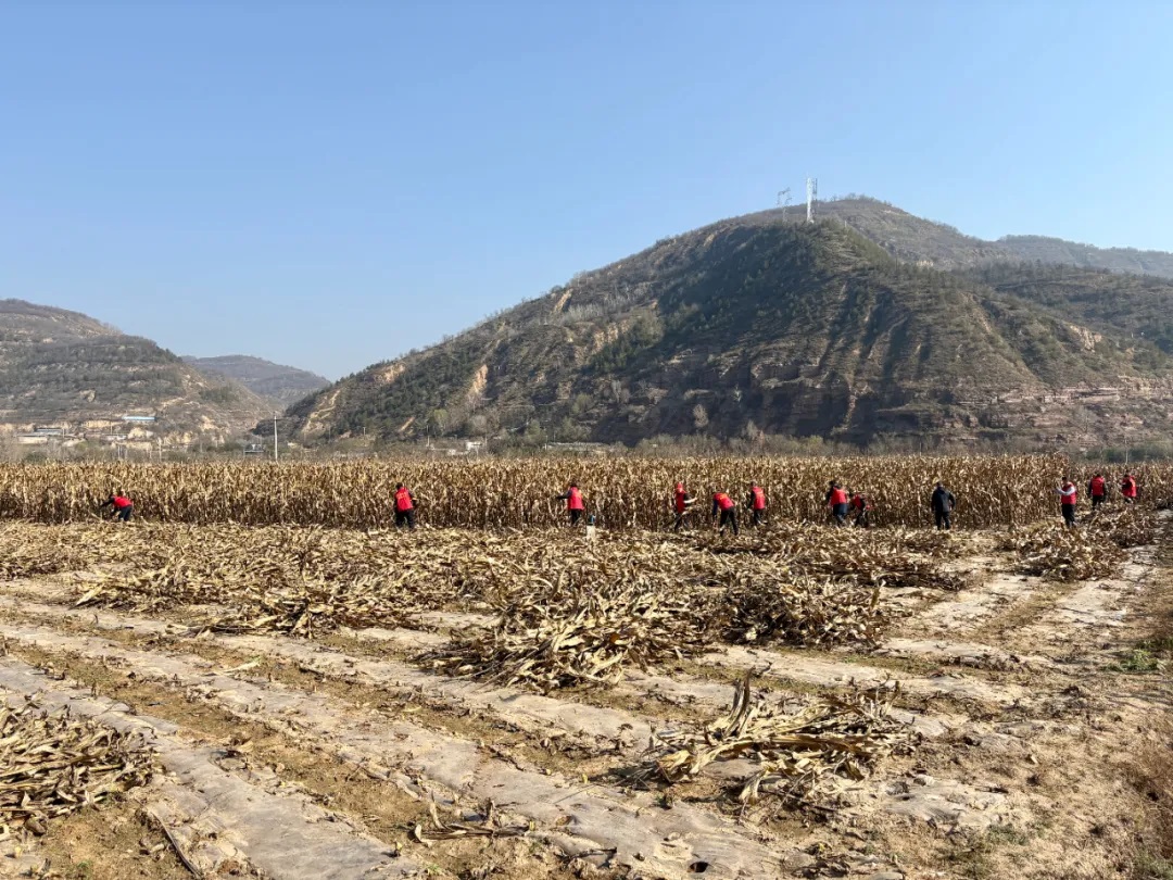 延安市吴起县：志愿助农收玉米 秋收田里暖人心