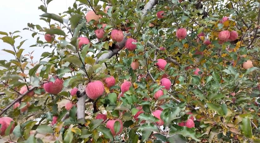 延安市宝塔区32万亩苹果迎丰收 科学应对保品质 分级采收促增收