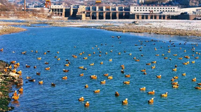 榆林市府谷县：水润“绿三角” 绿染“北大门”