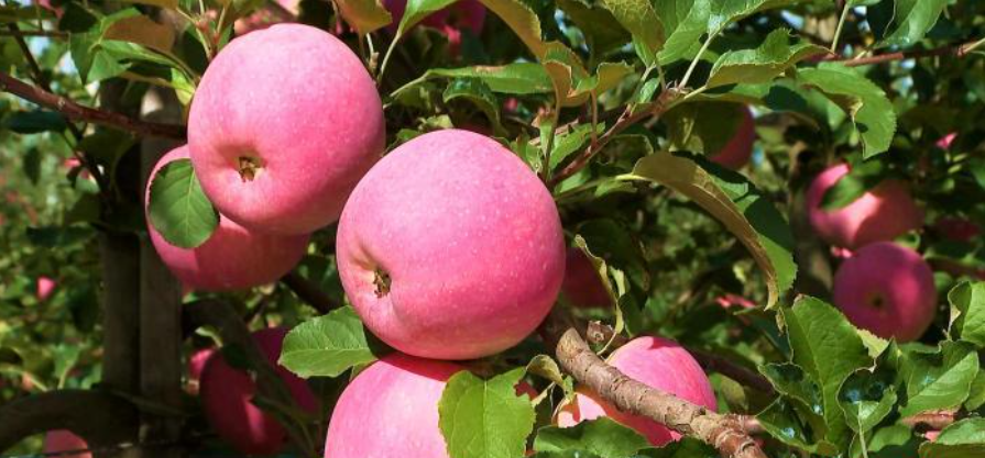 黄土高原上的“金果果” 何以“出海”又“飞天”？