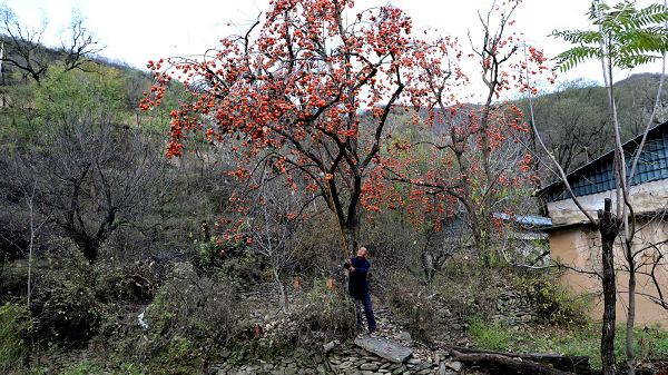 延安市宜川县：霜降柿红日子甜