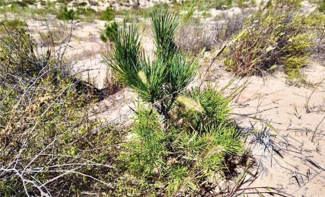 <b>内蒙古今年开工建设穿沙公路超2300公里</b>