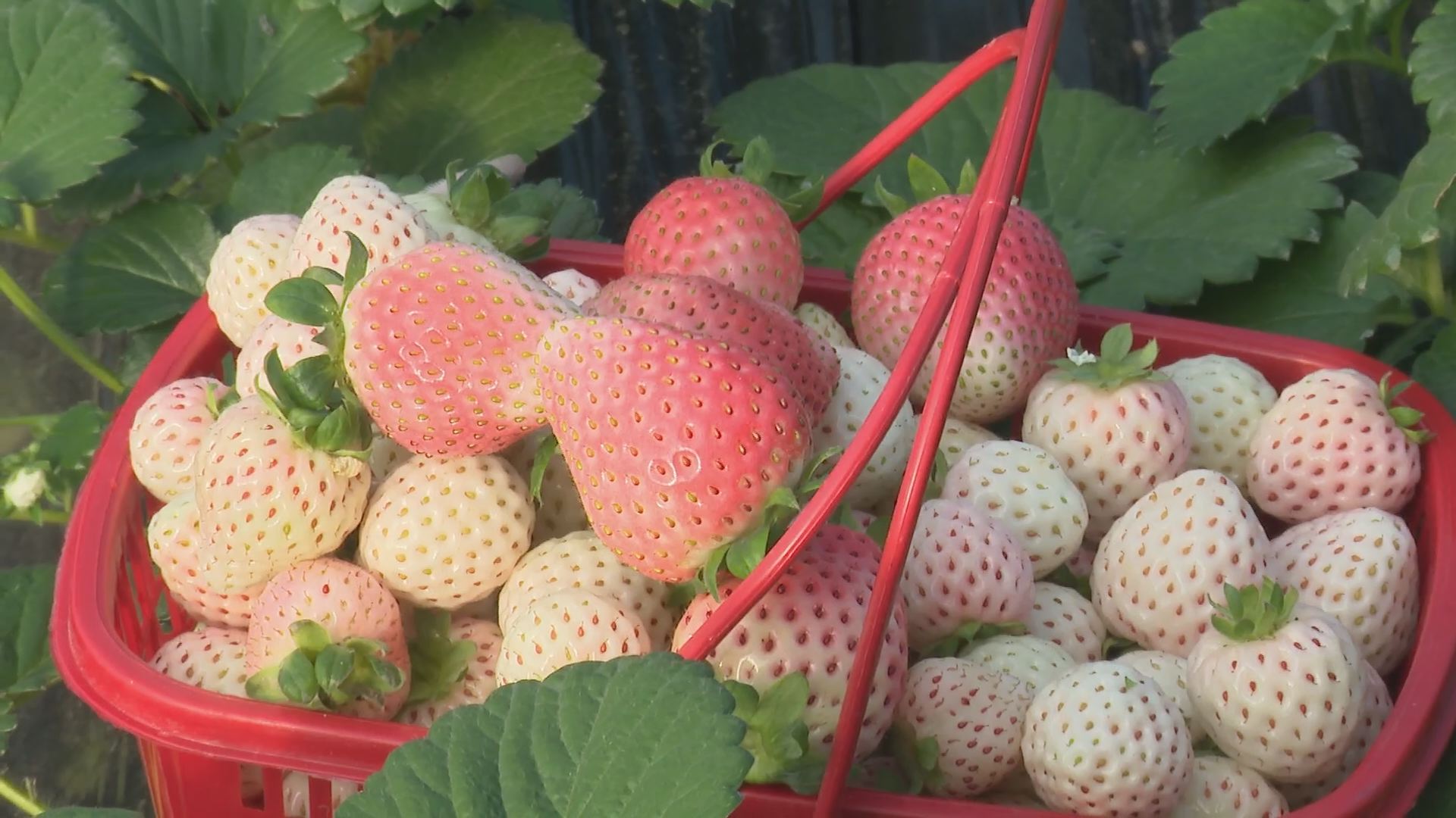 铜川市耀州区孝雷村：“甜蜜”经济正升温