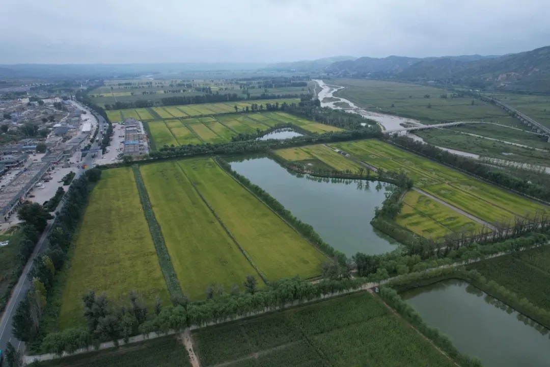 聚焦“十四五” | 榆林市榆阳区：盐碱地里稻花香