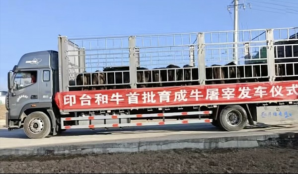 铜川市印台区首批纯血和牛出栏 高端雪花牛肉“出山”闯市场