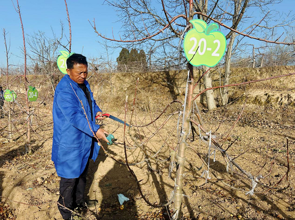 <b>铜川市印台区举办果园冬管比武大赛</b>