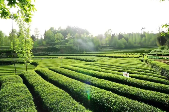 <b>汉中市西乡县：科技赋能文旅融合 全县茶产业高质量发展再谱新篇   </b>