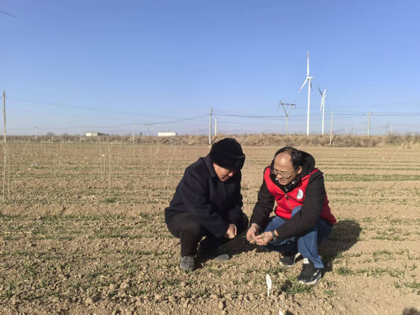 <b>河南雨雪低温将至，科技特派员指导合作社筑牢小麦越冬防线</b>