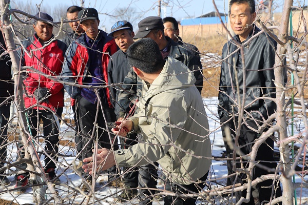 铜川市宜君县：果园冬管正当时 技术赋能促增收