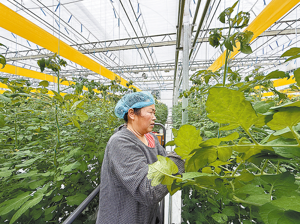 <b>商洛市柞水县：科技赋能 西红柿映红致富路  </b>