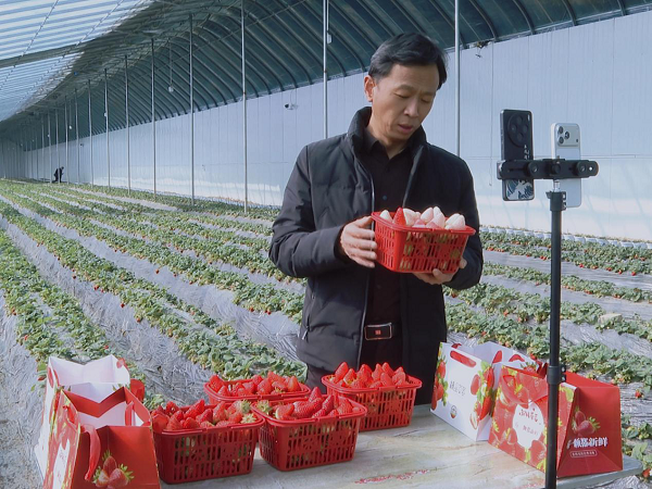 铜川市印台区：书记“云端”荐农品 组团直播带共富