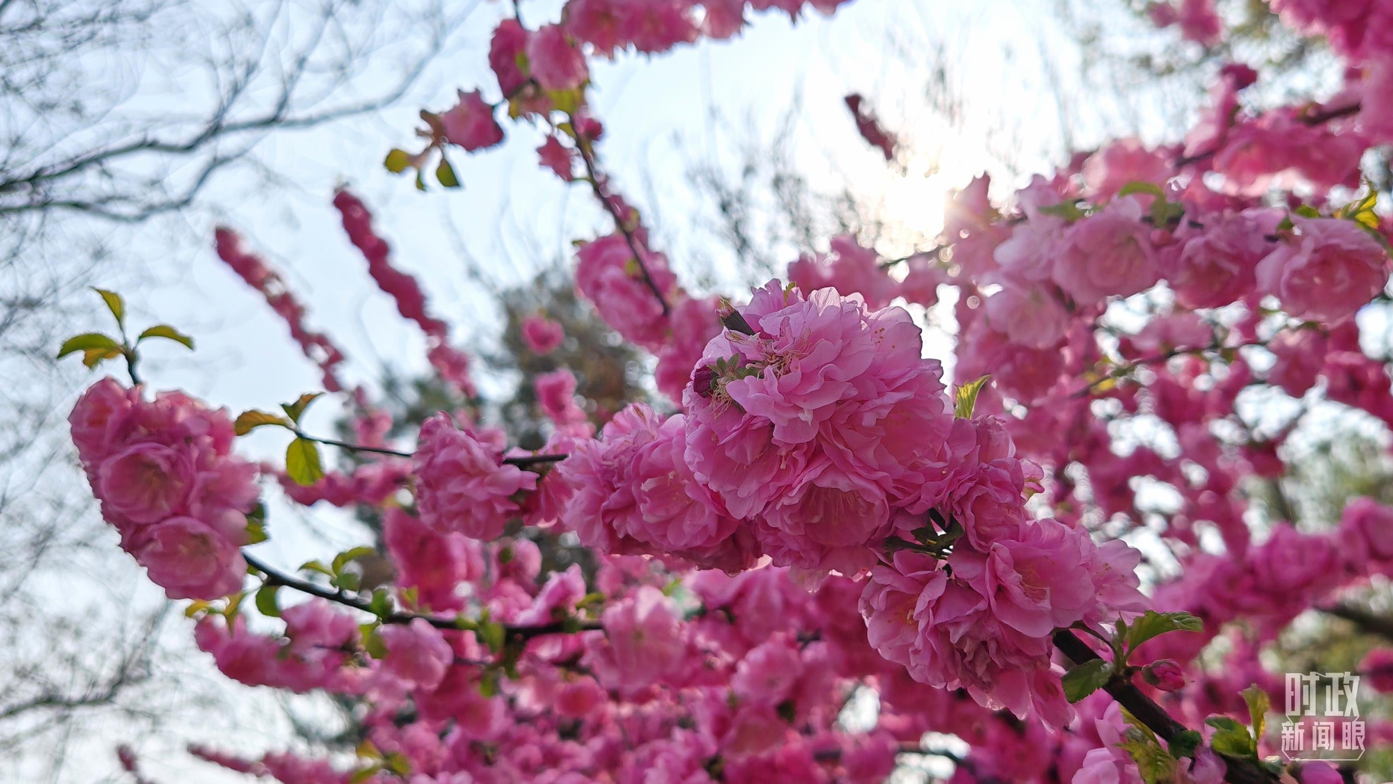 <b>时政新闻眼丨在首都义务植树活动现场，习近平强调这件利国利民的大事</b>