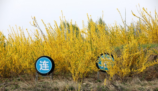 铜川市宜君县：一朵连翘花“融”出产业新路径