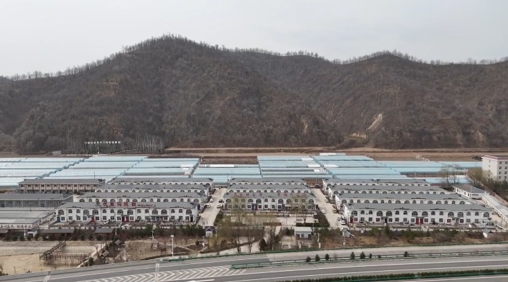 延安市宝塔区甘谷驿镇代家沟村：温室大棚结硕果 小瓜成熟迎客
