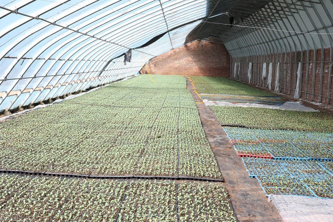 榆林市府谷县黄甫镇：不负春光“育”好苗 万象“耕”新绘丰景