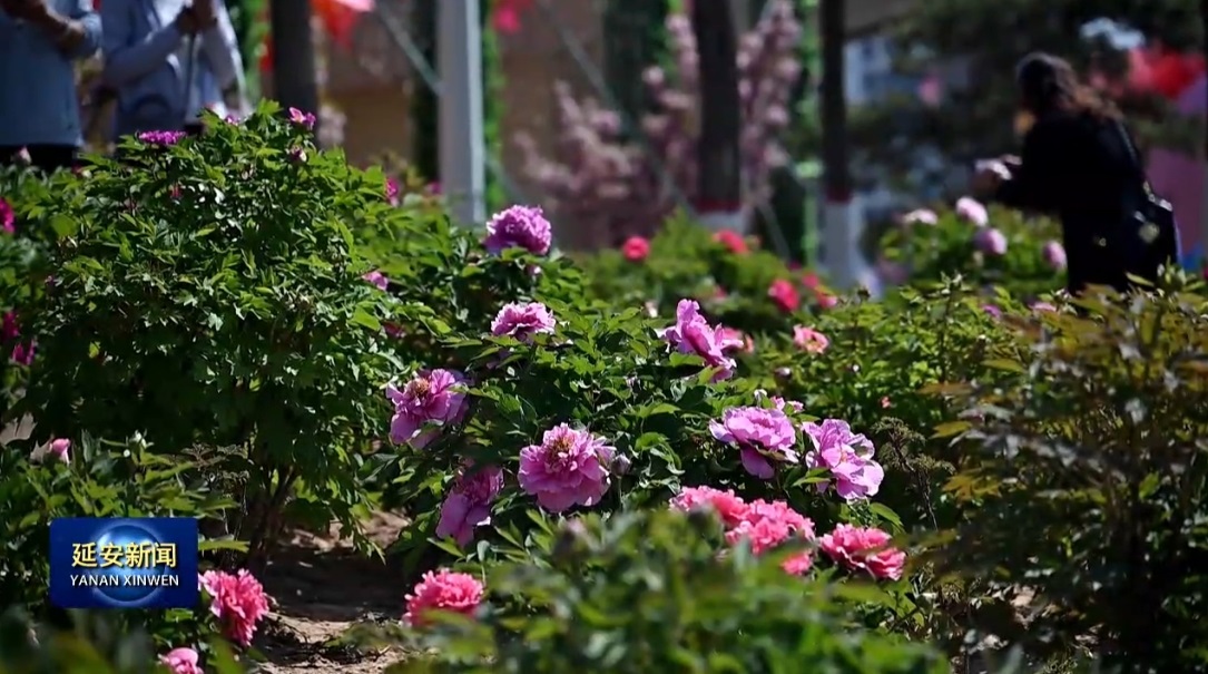 延安新区第五届牡丹鉴系列文化活动启幕