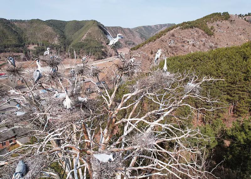 商洛市洛南县：苍鹭恋上周湾村  