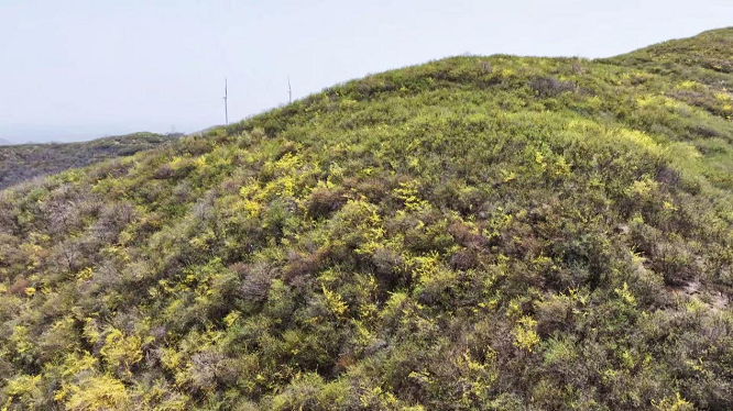 铜川市印台区陈炉镇龙柏芽变身“绿色银行”  