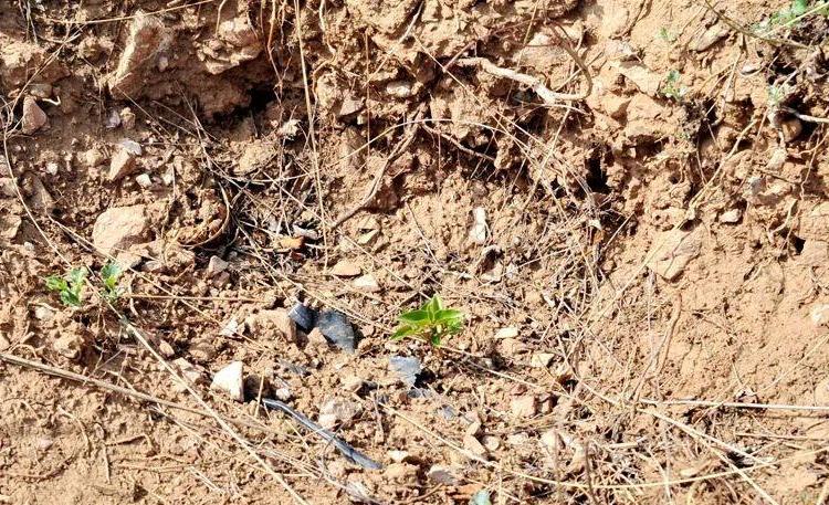 <b>全国最大规模丁香叶忍冬在山西回归原生境</b>