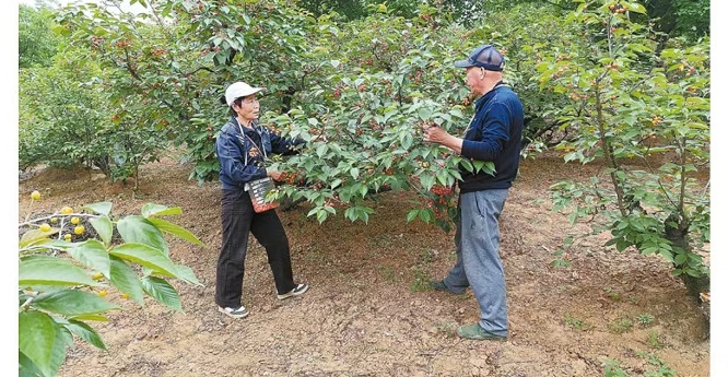 <b>商洛市丹凤县：果香漫坡 增收有道  </b>