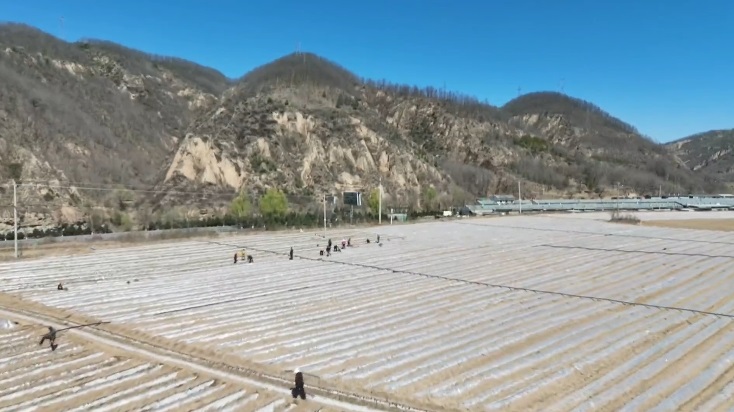 延安市委常委、宝塔区委书记王明智调研高标准农田建后管护和老果园改造工