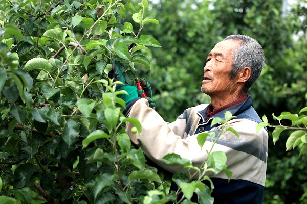 <b>铜川市宜君县：果园管护忙 定果疏果稳丰产</b>