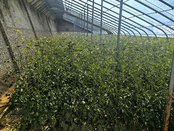 <b>铜川市印台区红土镇周陵村：生态大棚西红柿即将批量上市 喜迎丰收季</b>