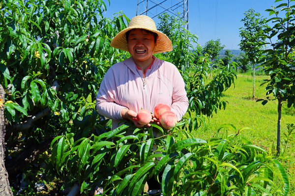 <b>铜川王益区：孟姜塬上风起桃正红</b>