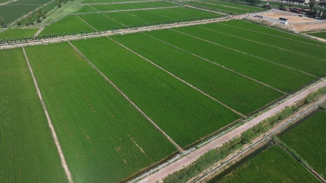 榆林市榆阳区：改良盐碱地 发展水稻富民产业