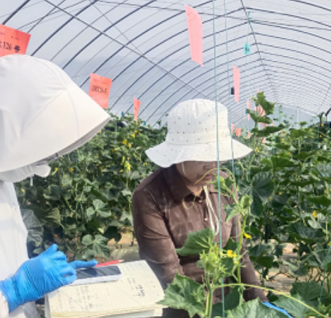 <b>宝鸡市太白县冷凉蔬菜科技小院精准施策解难题科技赋能助力乡村振兴</b>