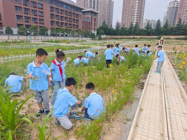 <b>铜川市新区：劳动教育在泥土中“发芽”</b>