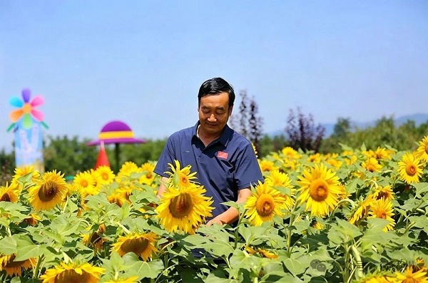 <b>铜川耀州区石柱镇：盛夏油葵次第绽放 金色花海绘就乡村振兴画卷</b>