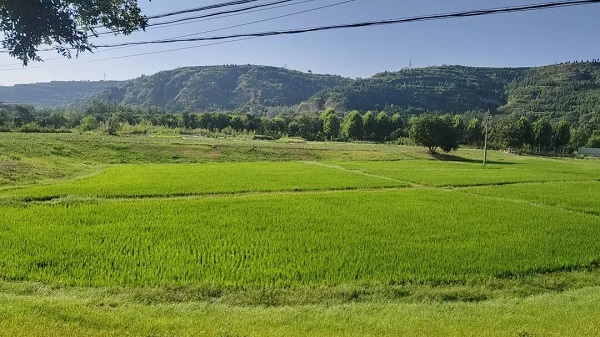 <b>铜川市王益区：塬上藏江南  稻田满眼碧绿</b>