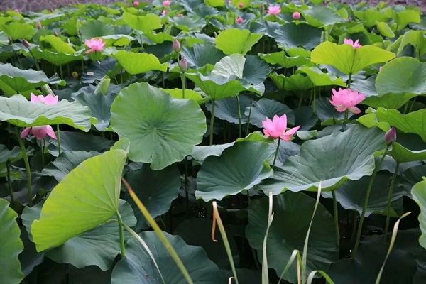 <b>铜川市王益区：花开水清天更蓝 绘就生态新景</b>
