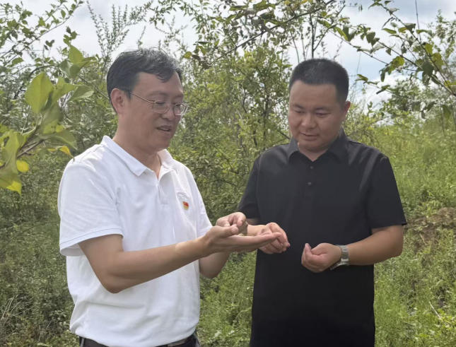铜川印台： 千亩连翘“链”动荒坡 复合种植拓宽振兴路