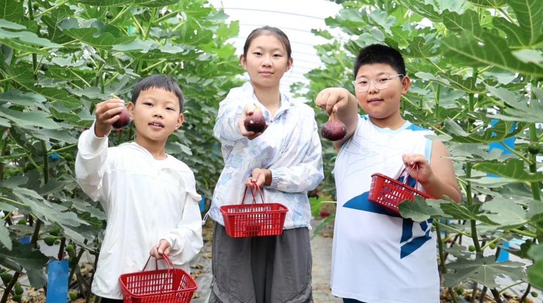 <b>南果北种赋能乡村振兴！榆林市定边县首家无花果种植园正式开园</b>